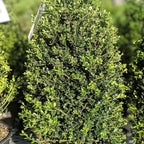 RedCrocus Compacta Japanese Holly Ilex crenata- Evergreen Shrub for Borders & Containers, Pet Safe, Deer Resistant, Low Maintenance, Fine Foliage 3 Gallon
