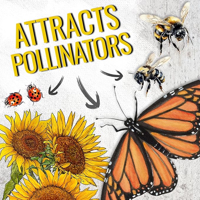 Seed Needs Dwarf Sunflower Seeds for Planting Incredible Sunflowers - Heirloom & Open Pollinated Flowers to Plant an Outdoor Wildflower Garden to Attract Beneficial Pollinators (1 Pack)