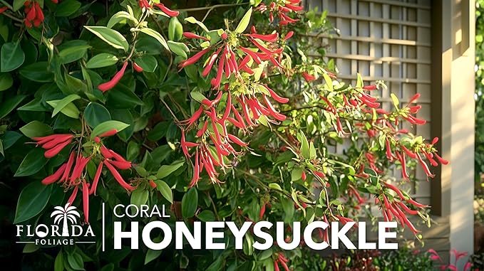 Coral Honeysuckle | 1 Live Plants | Lonicera Sempervirens | Attracts Hummingbirds, Red Trumpet Flowers, Fast Growing Vines, Low Maintenance, Long Blooming Season, Garden Climbing Vine