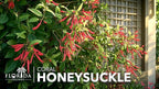 Coral Honeysuckle | 1 Extra Large Trade 3 Gallon Plant | Lonicera Sempervirens | Attracts Hummingbirds, Red Trumpet Flowers, Fast Growing, Garden Climbing Vines, Low Maintenance, Long Blooming Season