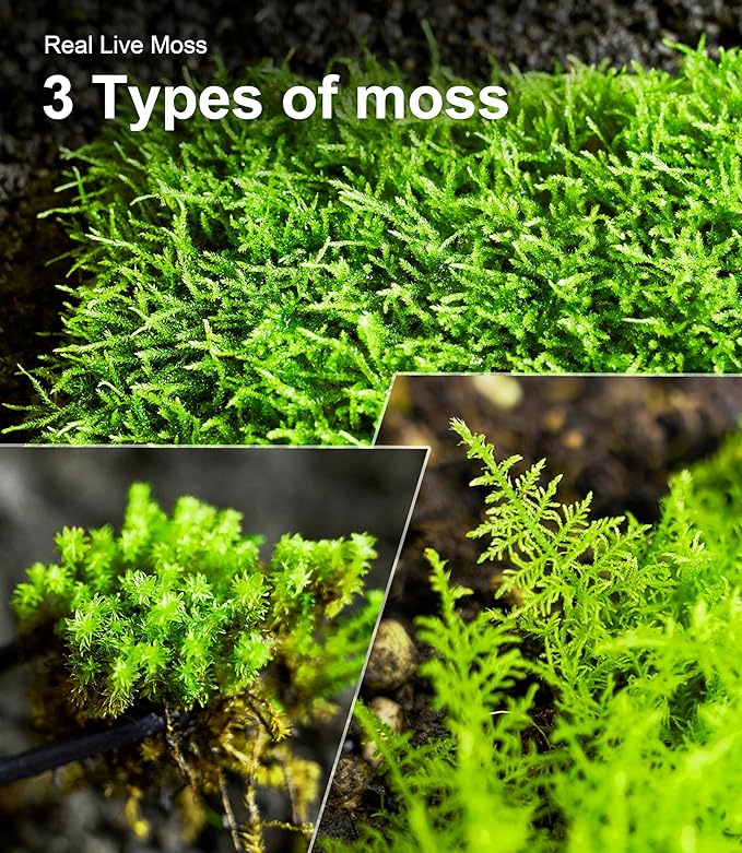 Live Moss Variety Pack for Reptiles– 3-Pack Mixed Real Terrarium Mosses (Each 3.5" x 7") – Live Sheet/Sphagnum Moss for Snake Gecko Turtle Frog Habitats, DIY Plant Décor – Fresh Reptiles Substrate