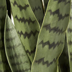 Nearly Natural 46in Artificial Snake Plant, Sansevieria Faux Greenery for Indoor Home Office Decor