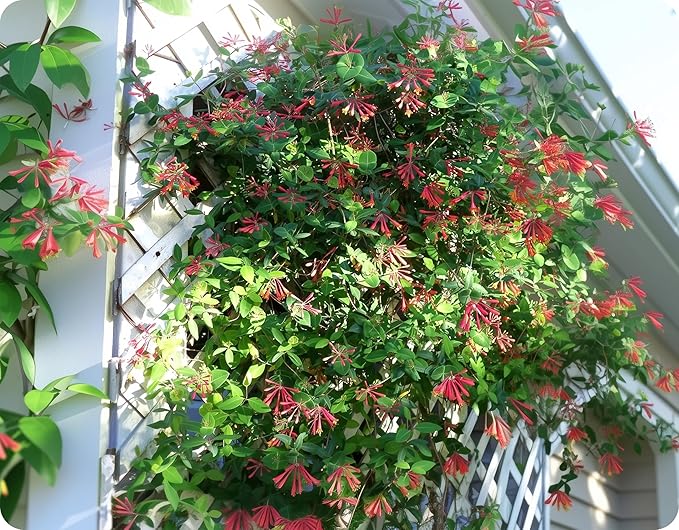 Coral Honeysuckle | 1 Extra Large Trade 3 Gallon Plant | Lonicera Sempervirens | Attracts Hummingbirds, Red Trumpet Flowers, Fast Growing, Garden Climbing Vines, Low Maintenance, Long Blooming Season