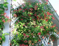 Coral Honeysuckle | 1 Live Plants | Lonicera Sempervirens | Attracts Hummingbirds, Red Trumpet Flowers, Fast Growing Vines, Low Maintenance, Long Blooming Season, Garden Climbing Vine