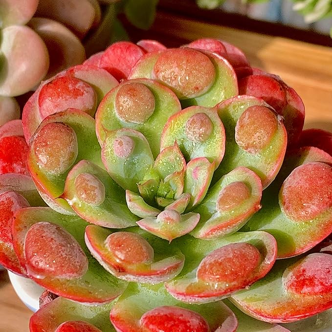 FWPP Live Succulents Plants,Echeveria Succulents Live Plants Rain Drops 2.5 inches Red Rare Plants,Bare Root Without Pot Soil,Live Plants Indoor Party Wedding Garden House Decor Friend Gift