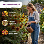 KVITER 125 Autumn Beauty Mix Sunflower Seeds (Helianthus Annuus) - Common Sunflower, Tall Colorful Flower Seed Packets - Heirloom Flower Seeds for Outdoor Garden, Borders, Ideal Cut Flowers