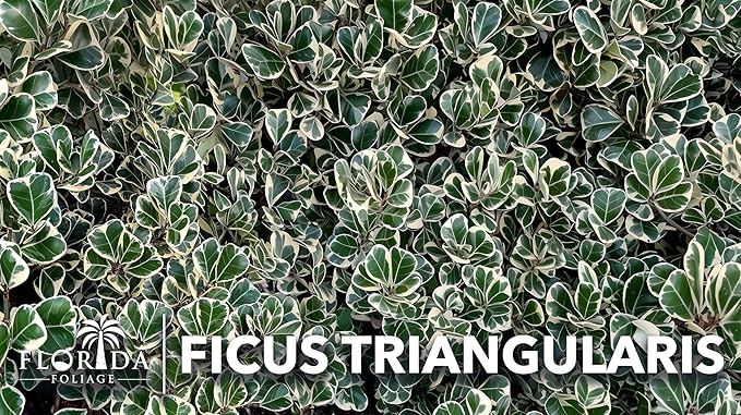 Ficus Triangularis | 3 Live Plants | Ficus Triangularis | Indoor Houseplant | Live Evergreen Tree | Low Maintenance | Air Purifying | Unique Leaf Shape | Home or Office Decor