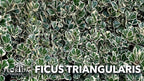 Ficus Triangularis | 30 Live Plants | Ficus Triangularis | Indoor Houseplant | Live Evergreen Tree | Low Maintenance | Air Purifying | Unique Leaf Shape | Home or Office Decor