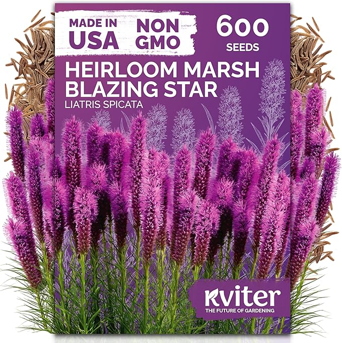 KVITER 600 Marsh Blazing Star Seeds for Planting (Liatris Spicata) – Gayfeather Dense Meadow Blazing Star Seed Packet – Heirloom Seed, Perennial Wildflower Seeds Bulk for Garden, Containers, Outdoors
