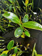 Generic AquaGardens | Red Mangrove - Live Plant (Large + Heat Pack for Cold Weather Shipping), Green