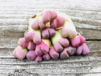Pack of 3 Live Rare Exotic Lithops Optica cv. Rubra 1-2 Years Old Living Stone Seedling Rare Purple Lithops Collector Item (Smaller Species of Lithops Check Size)