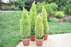 Lemony Christmas Tree. Lemon Cypress 'Goldcrest' (Cupressus Macrocarpa) - Vibrant Yellow-Green Foliage, Citrus Scent, Indoor/Outdoor (2 Cypress-Lemon sacs)
