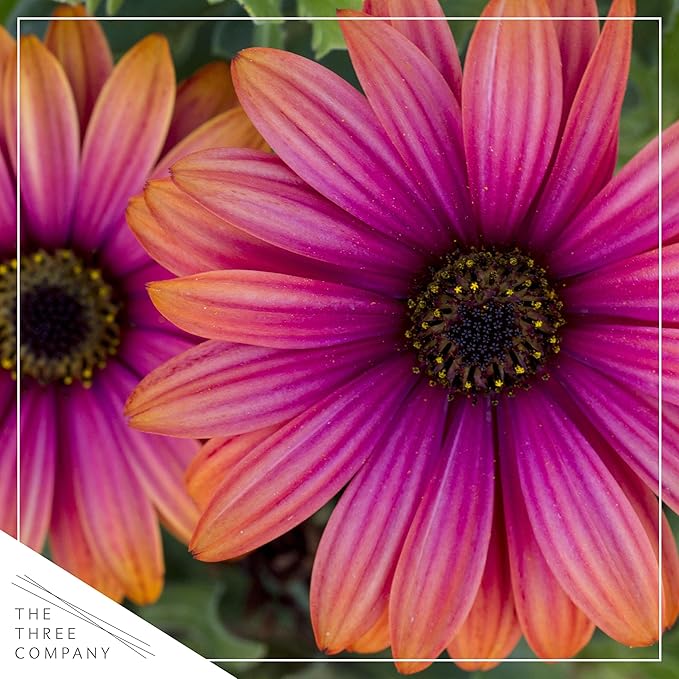 Live Flowering Osteospermum Plant - Copper Amethyst (3 Plants Per Pack) - Beautiful African Daisies - Early Spring Color - 12" Tall by 5" Wide in 1 Qt Pot