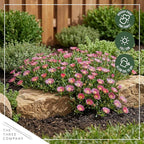 Live Delosperma Ice Plant 2-Pack – Pink Ice – Drought Tolerant Groundcover Perennial, 6” Tall, 1 Qt Pot