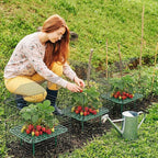 8 Set Strawberry Supports with Wire Plant Protectors from Animal 2 x 12 Inch Metal Garden Protection Cage for Strawberries Vegetables Shrubs Rabbit Proof Cage Set for Outdoor Garden