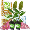 Malaysian Orchid Live Flowering Plant - Medinilla myriantha by Wellspring Gardens - Thriving Medinilla Starter Plant for Indoor or Outdoor Gardens - Vibrant Blooms, Ideal for Gardeners (2-Pack)