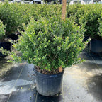 RedCrocus Compacta Japanese Holly Ilex crenata- Evergreen Shrub for Borders & Containers, Pet Safe, Deer Resistant, Low Maintenance, Fine Foliage 3 Gallon