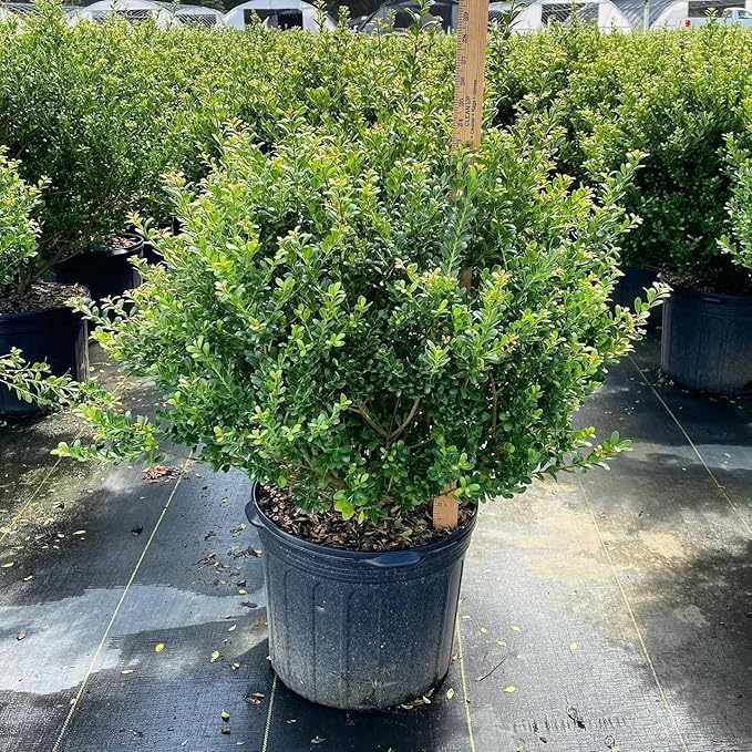 RedCrocus Compacta Japanese Holly Ilex crenata- Evergreen Shrub for Borders & Containers, Pet Safe, Deer Resistant, Low Maintenance, Fine Foliage 3 Gallon