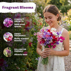KVITER 50 Knee High Sweet Pea Seeds (Lathyrus Odoratus) - Sweet Peas, Fragrant Compact Blooms, Non GMO, Heirloom Seed Packets - Annual Flower Seeds for Outdoor Garden, Containers, Cut Flowers