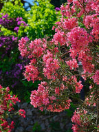 Pink Oleander Plants Pack of 3 - Live Nerium Oleander Plants for Sale 6-8" Tall, Evergreen Flowering Shrub, Container & Ground Friendly, Drought Tolerant, Year-Round Blooms