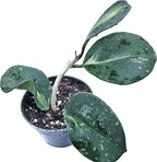 Hoya Obovata Variegated Live Houseplant 4" Pot Easy Care pet Friendly Plant - Variegations Vary from one Another - Ships from California