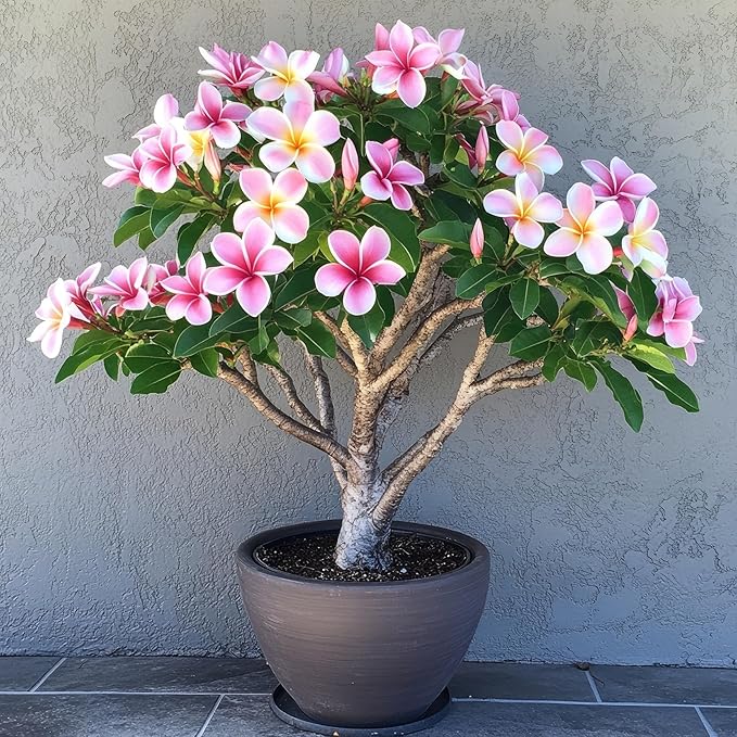 5 Plumeria Bonsai Tree Seeds for Planting - Tropical Rubra Flowering Shrub Seeds for Planting - Rare Perennial Flowers