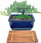 Live Dwarf Juniper Bonsai Tree 7 Year Old with Hand-Made Bamboo Stand | Juniper or Jade Bonsai Tree | Indoor/Outdoor | 100% Handcrafted| Home and Office Décor | Best Gift for Holiday