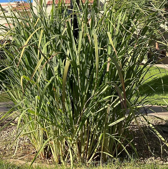 8 Rooted Lemongrass Stalks 5-6 inches Long Ready to Plant | Fast Growing Lemon Grass Live Plant