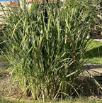 8 Rooted Lemongrass Stalks 5-6 inches Long Ready to Plant | Fast Growing Lemon Grass Live Plant