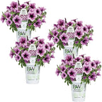 Proven Winners® Petunia Plant - Supertunia Bordeaux - 4 Pack - Annual Flower for Spring & Summer Blooms - 6" Tall x 6" Wide, 1.56 Pt Pot