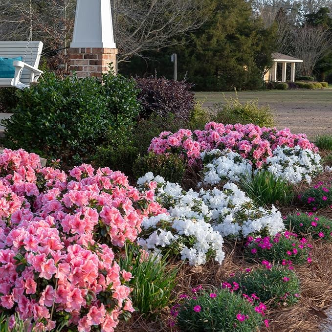Encore Azalea 1 Gal. Autumn Ivory Azalea Shrub