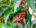 *Two Arabica Coffee Bean Plant 4" Pot Grow & Brew Your Own Coffee Beans