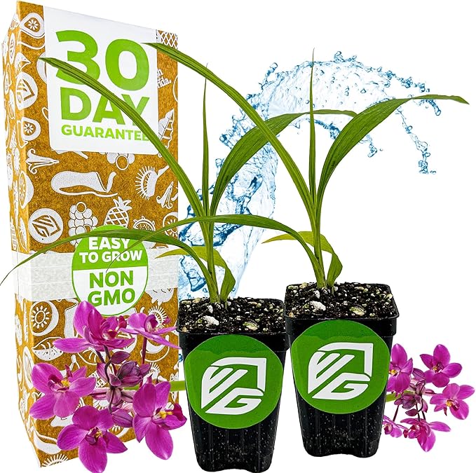 Ground Orchid Live Plant - Spathoglottis plicata 'Purple' by Wellspring Gardens - Purple-Pink Flowers Summer Plant - Great for Indoor/Outdoor Gardens & Patios (2-Pack)
