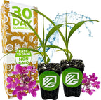 Ground Orchid Live Plant - Spathoglottis plicata 'Purple' by Wellspring Gardens - Purple-Pink Flowers Summer Plant - Great for Indoor/Outdoor Gardens & Patios (2-Pack)