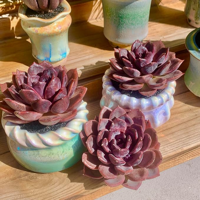 Live Succulents Plants Echeveria Black Mamba 3 inches,Rare Black Red Succulents Bare Root Without Pot Soil, Live Plants Indoor Office Decoration Wedding and Gift