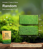 Real Live Moss – 4 Types Live Moss for Terrariums, Jumping Spider, Reptile Habitats & Mini Landscapes | Revives in 5 Minutes with Water Mist, Soft Green Texture, Easy to Grow (4-Pack, 3.5”x7”)
