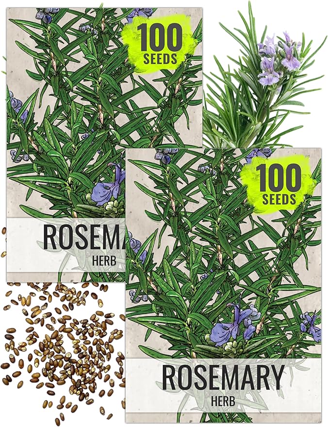 Seed Needs Rosemary Seeds for Planting - Non-GMO Heirloom & Untreated Perennial Herbs to Plant a Medicinal & Culinary Kitchen Garden Indoors or Outdoors (2 Packs)
