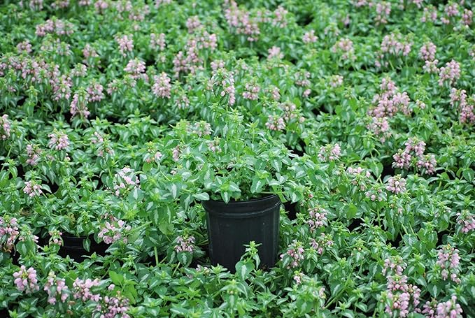 Perennial Farm Marketplace Lamium maculatum ‘Shell Pink’ (Dead Nettle) Live Perennial, Size-#1 Container, Soft Pink Spring Flowers with Variegated Foliage