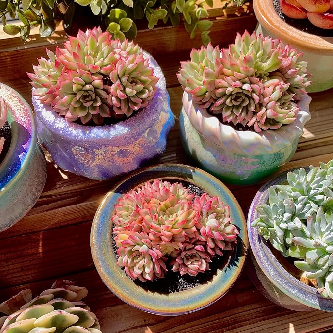 Live Succulent Echeveria Mebina Variegata,3.5 Inches Mini Succulents Plants Live,Bare Root Without Pot Soil,Clustered Live Plants,House Plants for Gift Party Wedding Garden Baby Shower DIY Decor