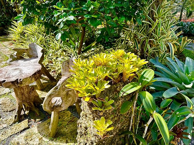 ragnaroc Live Plants – Bromeliad Neoregelia Tigrina, 8-12" in 6" Pot - 1ct - Live Arrival Guaranteed - House Plants for Home Decor & Gift