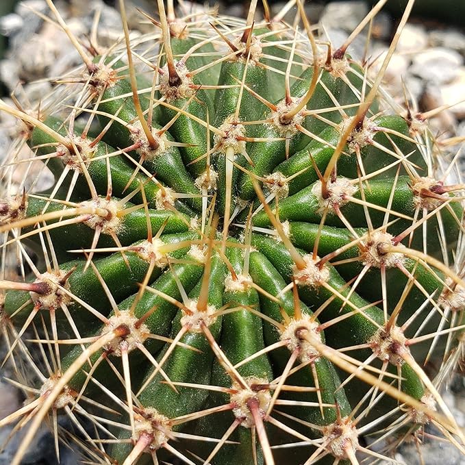 Echinopsis Sierra Grandensis Cacti Cactus Succulent Real Live Plant