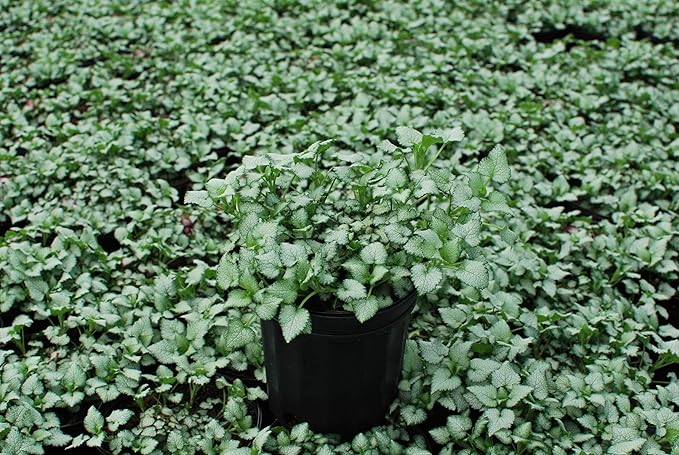 Perennial Farm Marketplace Lamium maculatum ‘Purple Dragon’ (Dead Nettle) Live Perennial, Size-#1 Container, Purple Spring Flowers with Silver Variegated Foliage