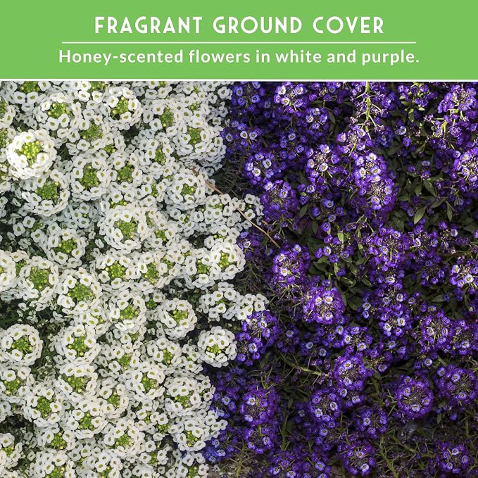 Alyssum Seeds for Planting – 2 Varieties | Purple Royal Carpet & White Carpet of Snow Sweet Alyssum – Seed to Plant Fragrant Heirloom Flowers & Ground Cover – Survival Garden Seeds
