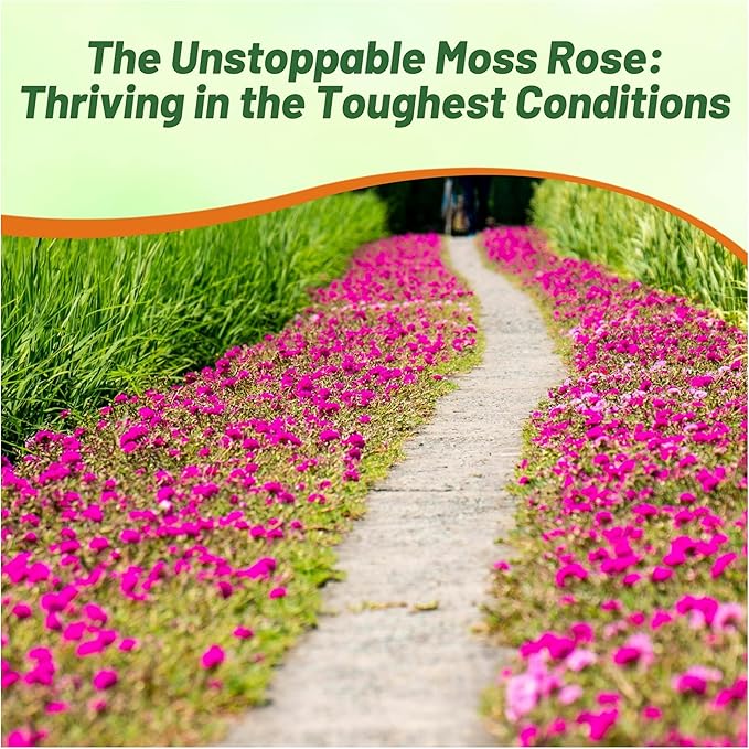 Outsidepride Pink Mixed Moss Rose Seeds - 500 Pcs Annual, Drought & Heat Tolerant, Pollinator Friendly Ground Cover Seeds for Planting w/Vibrant Blooms & Succulent Foliage, Ideal for Xeriscaping