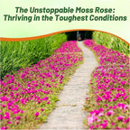 Outsidepride Pink Mixed Moss Rose Seeds - 250 Pcs Annual, Drought & Heat Tolerant, Pollinator Friendly Ground Cover Seeds for Planting w/Vibrant Blooms & Succulent Foliage, Ideal for Xeriscaping