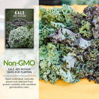 Red Russian Kale Seeds for Planting – Heirloom Red Kale – Cold Hardy for Fall & Spring Gardens – Edible, Frilly Blue-Green Leaves, Purple Stems - Survival Garden Seeds (1 Pack)