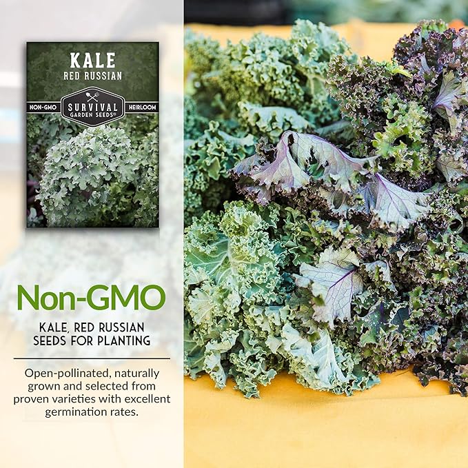 Red Russian Kale Seeds for Planting – Heirloom Red Kale – Cold Hardy for Fall & Spring Gardens – Edible, Frilly Blue-Green Leaves, Purple Stems - Survival Garden Seeds (1 Pack)