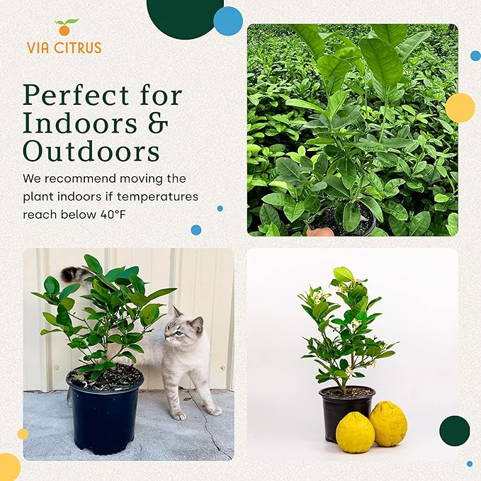 Ponderosa Lemon Tree Live Plants 13" - 22" Tall – Indoor Outdoor Fruit Tree Plant Growing, Live Citrus Plant Mothers Day Gift for Mom Home Garden Patio Use, Cannot Ship CA AZ TX LA by Via Citrus
