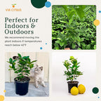 Ponderosa Lemon Tree Live Plants 13" - 22" Tall – Indoor Outdoor Fruit Tree Plant Growing, Live Citrus Plant Mothers Day Gift for Mom Home Garden Patio Use, Cannot Ship CA AZ TX LA by Via Citrus