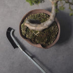 Wazakura Bonsai Curved Head Brush Made in Japan 9-1/4inch(235mm) - Black